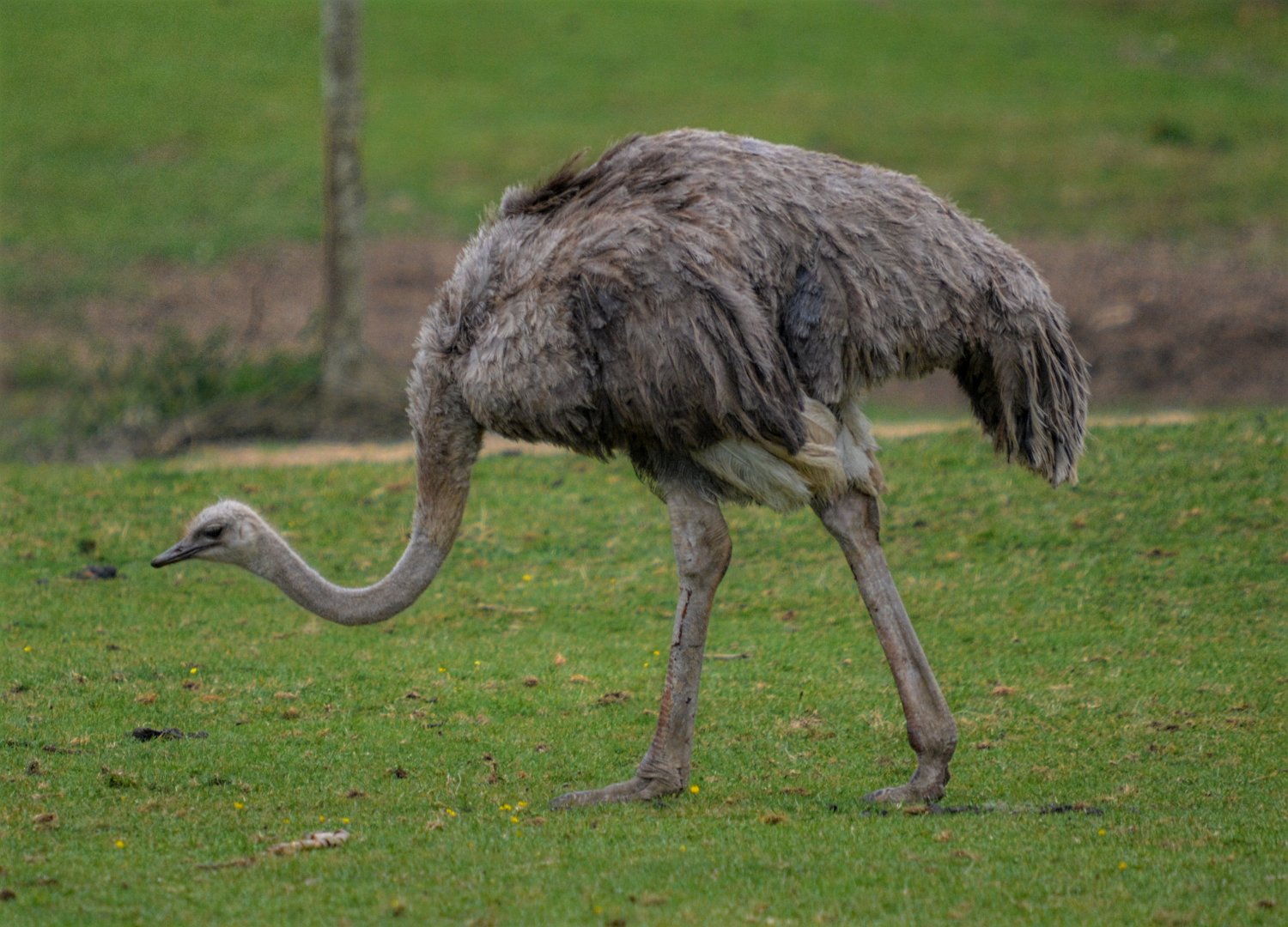 Female Ostrich