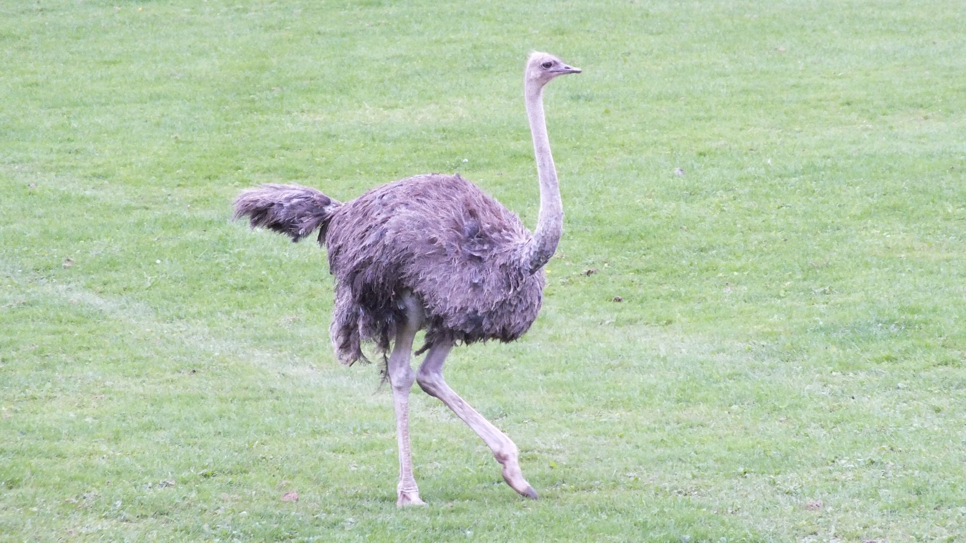 Female Ostrich