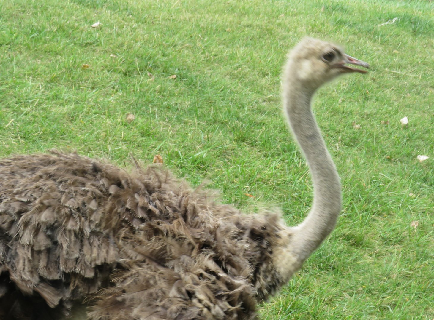 Female ostrich