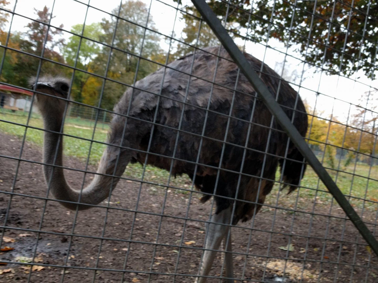 Female Ostrich