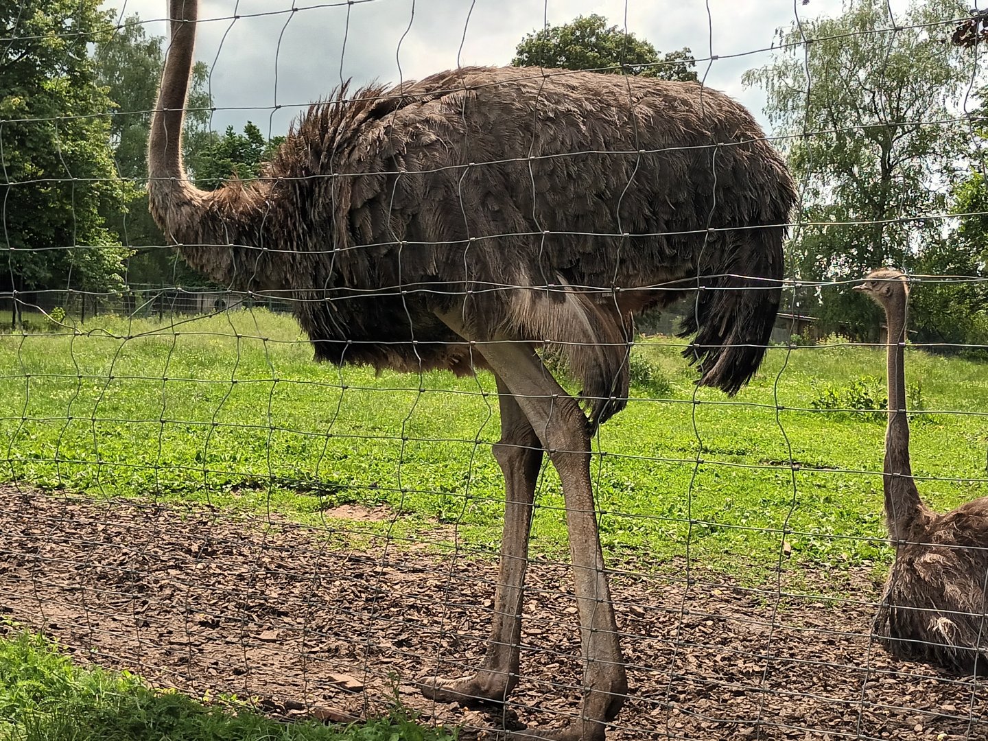 Female Ostrich