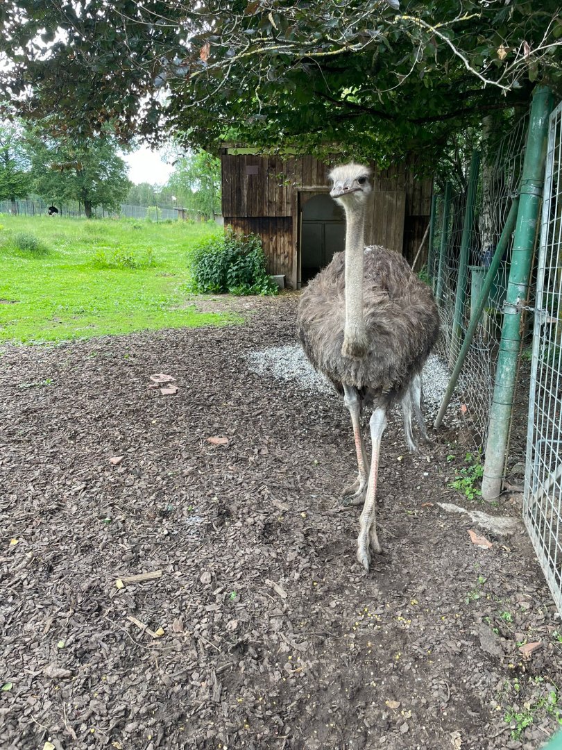 Female Ostrich