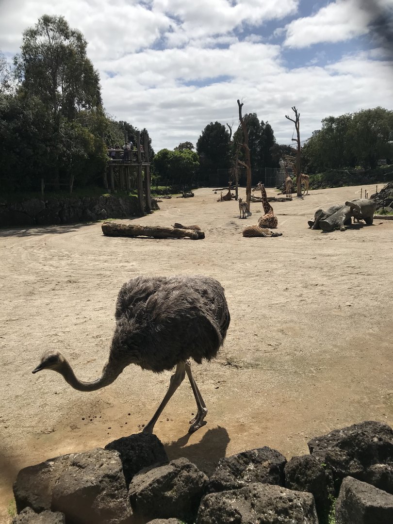 Female Ostrich
