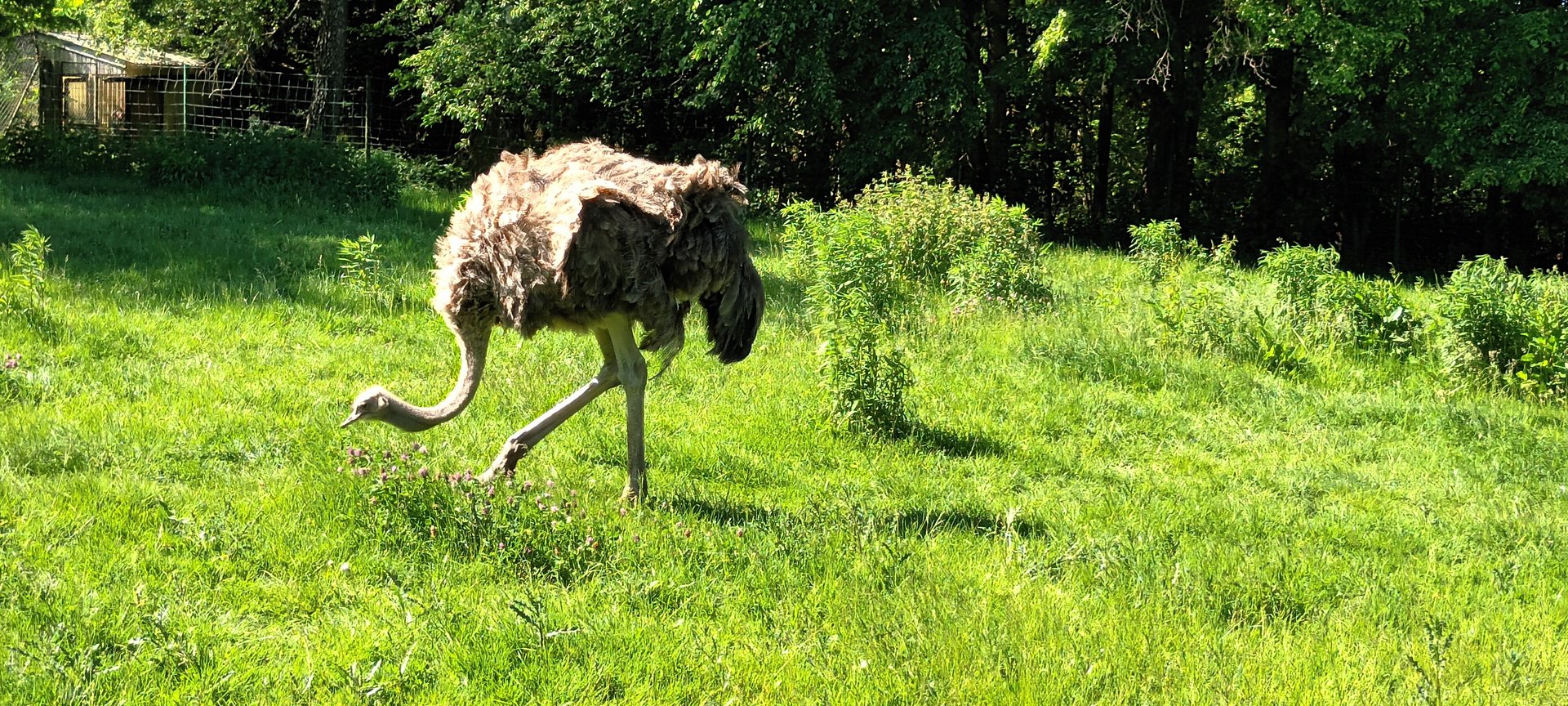 Female Ostrich