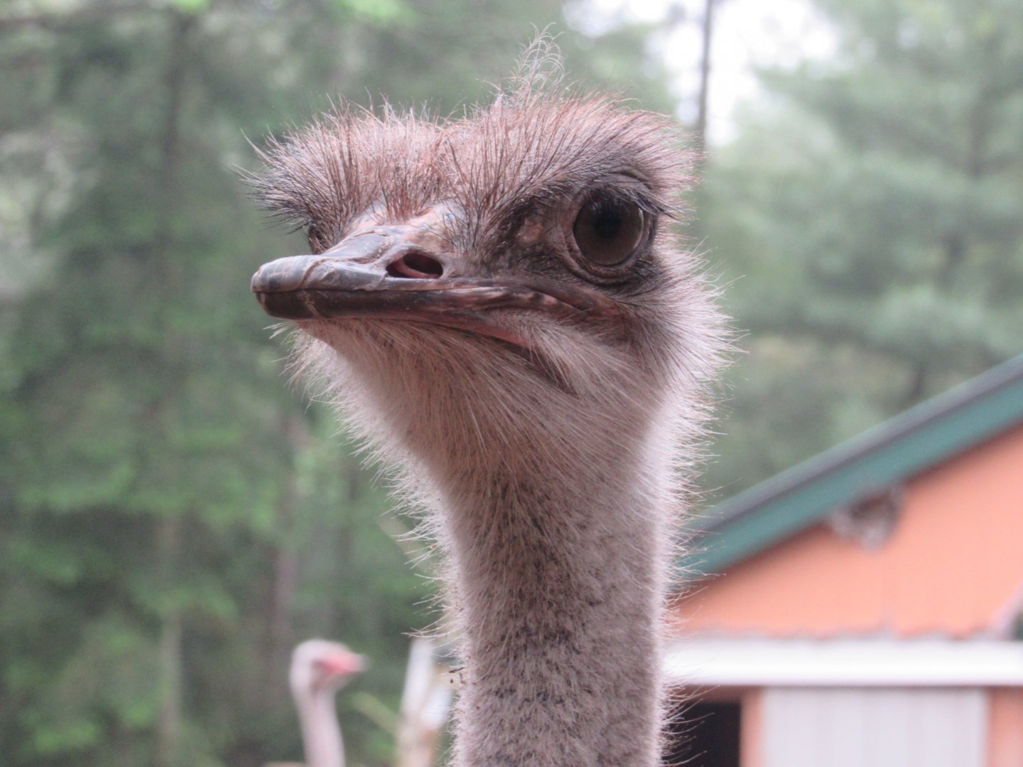 Female Ostrich