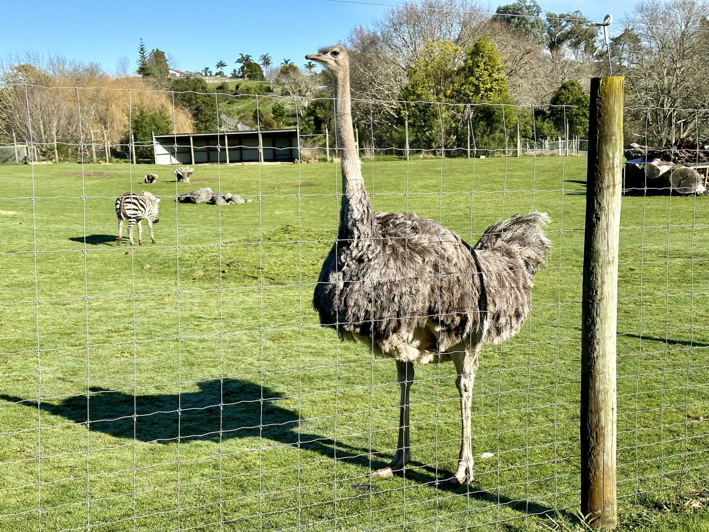 Female Ostrich