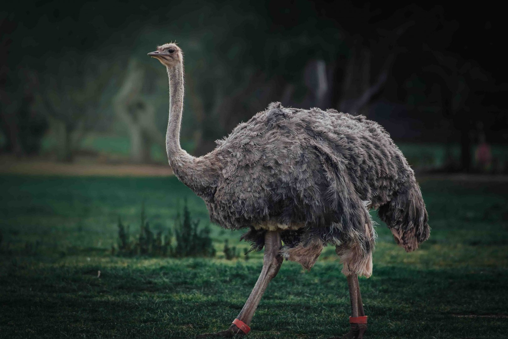female ostrich