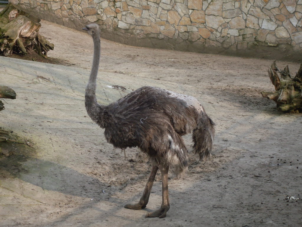 Female ostrich