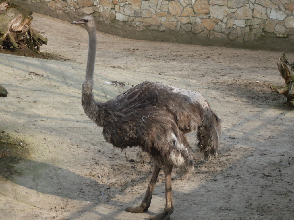Female ostrich
