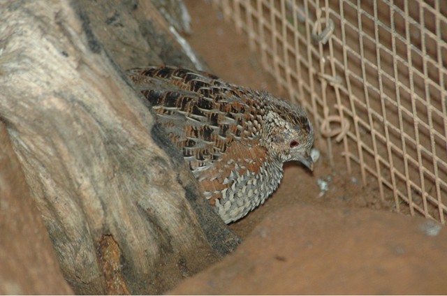 Female Painted Button-Quail