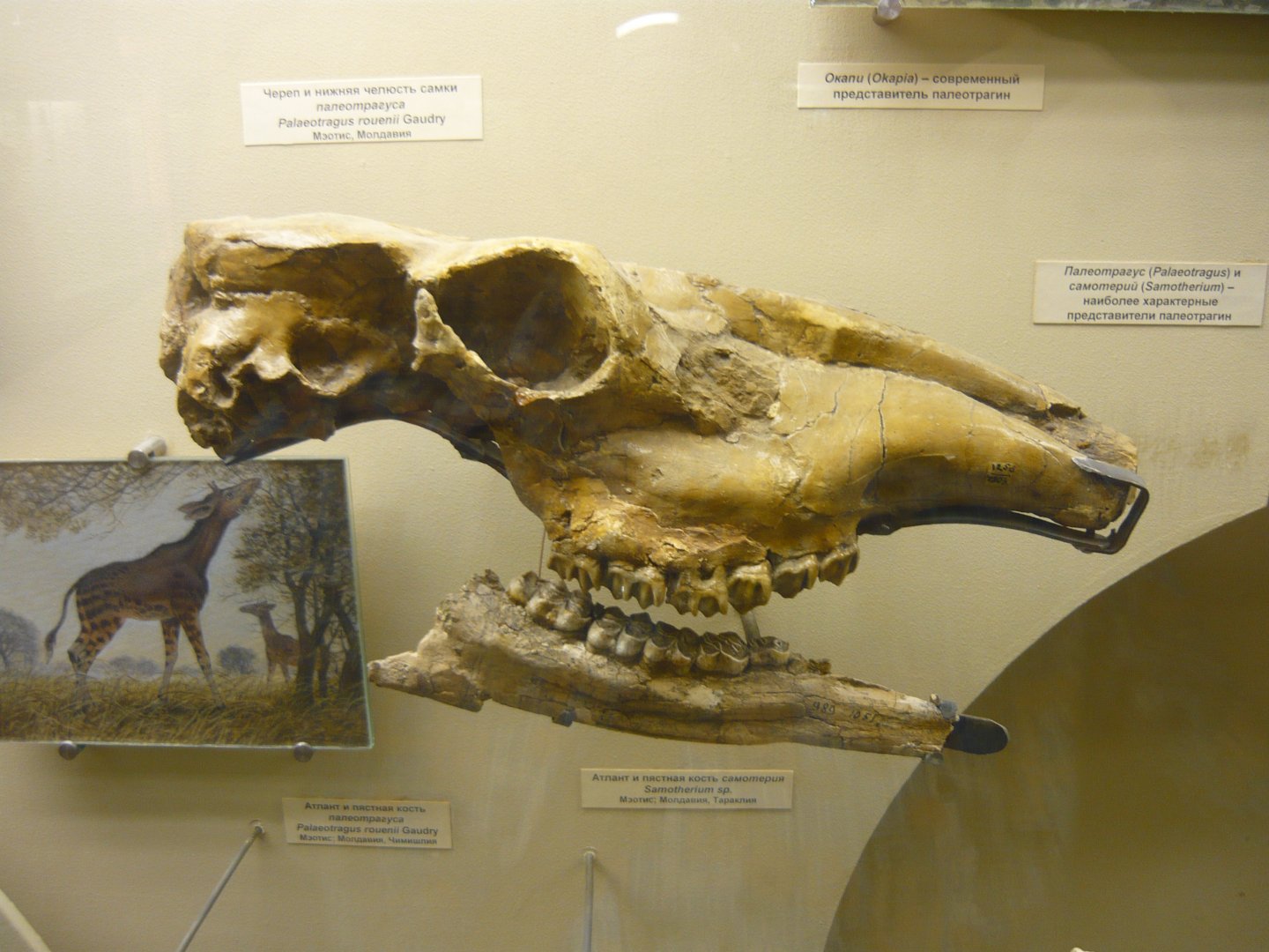 Female Palaeotragus rouenii skull