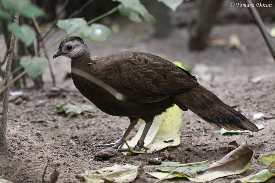 Female Palawan Peacock-Pheasant (Polyplectron emphanum/Polyplectron napoleo