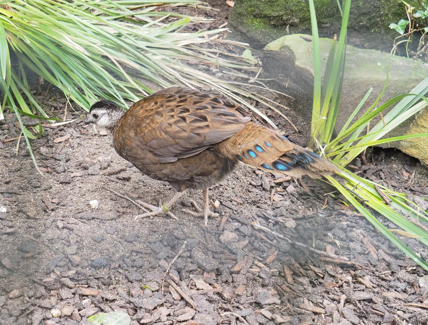 Female Palawan peacock-pheasant (Polyplectron napoleonis), 2023-04-08