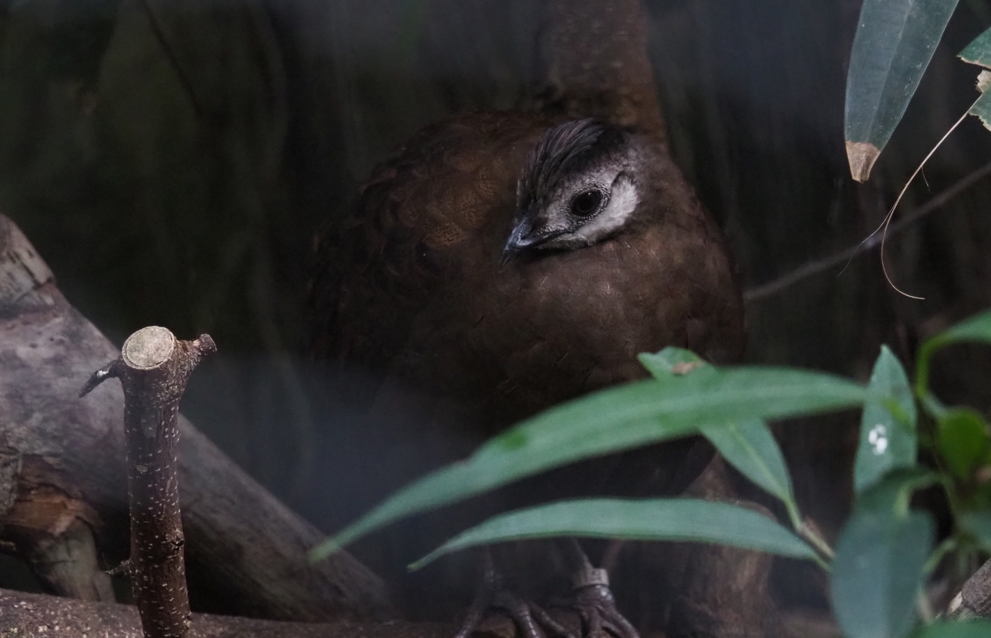 Female Palawan peacock-pheasant (Polyplectron napoleonis), Sep 2nd, 2018