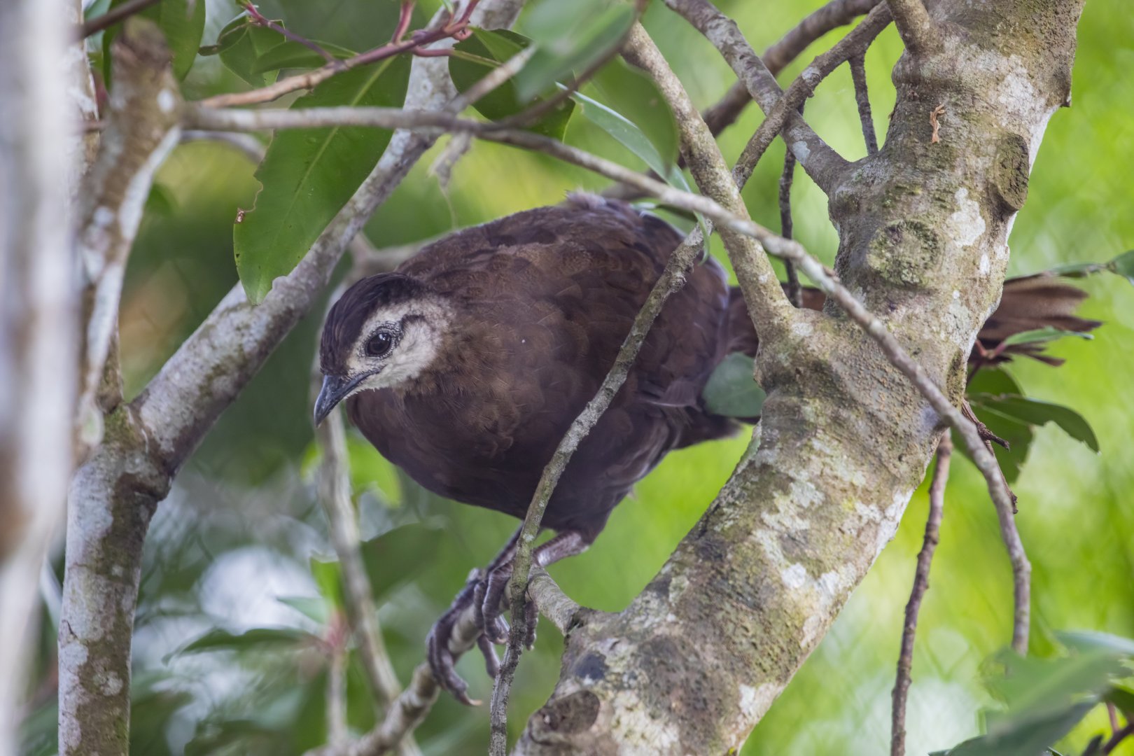 Female Palawan peacock-pheasant (Polyplectron napoleonis)