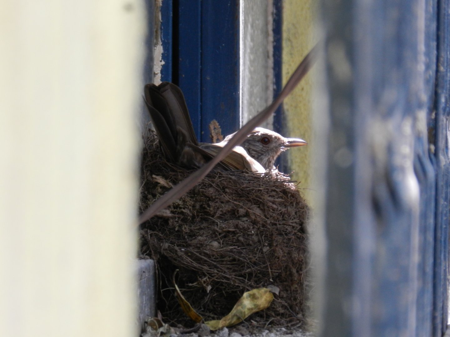 Female pale-breasted thrush in her nest - Serra do cipó, MG Brazil