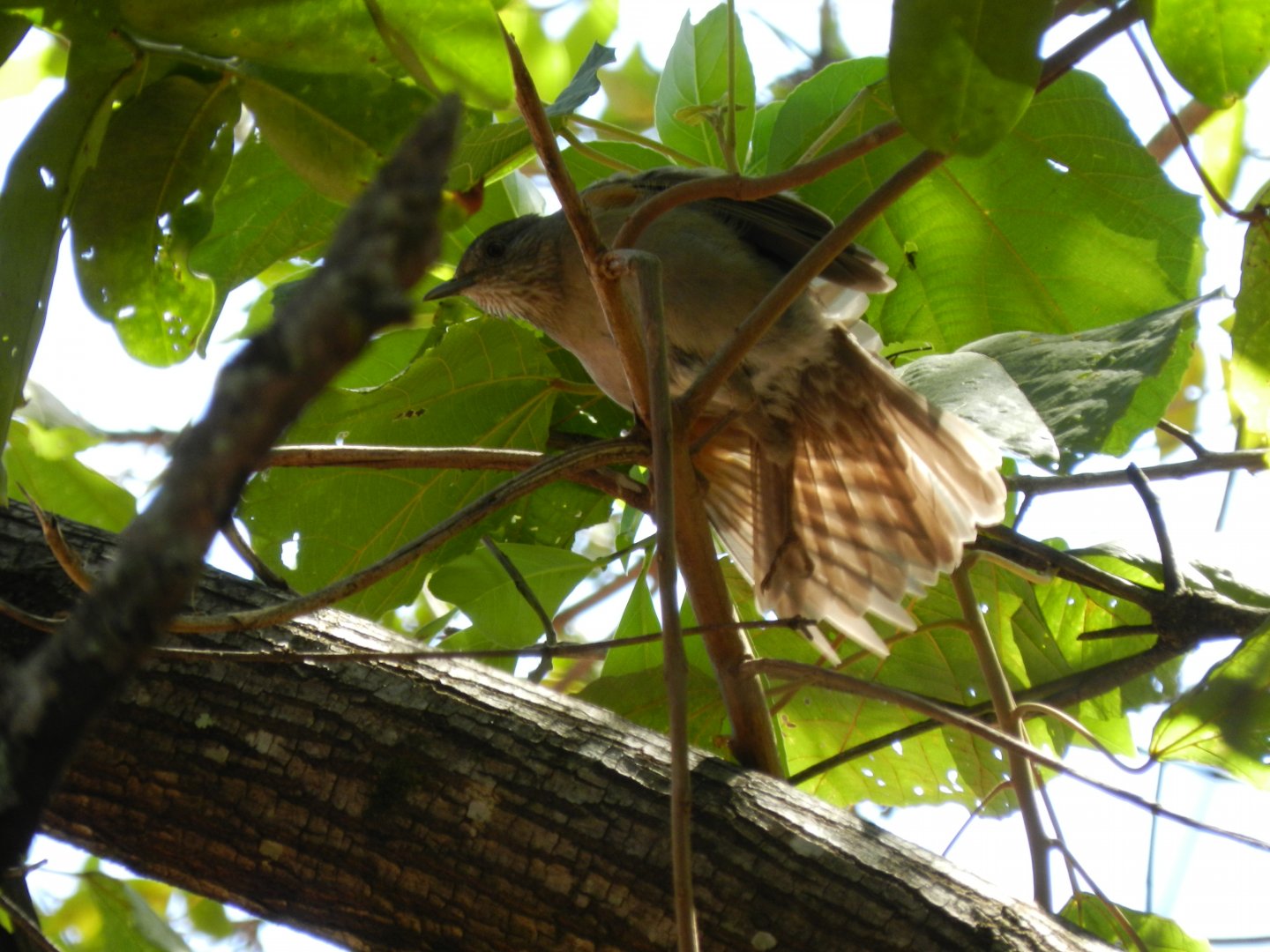 Female pale-breasted thrush - Serra do cipó, MG Brazil