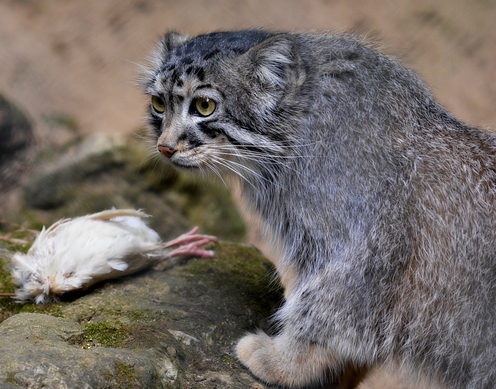 Female Pallas Cat