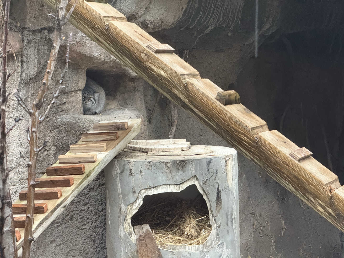 Female Pallas's Cat - Habitat 2 - Asian Highlands