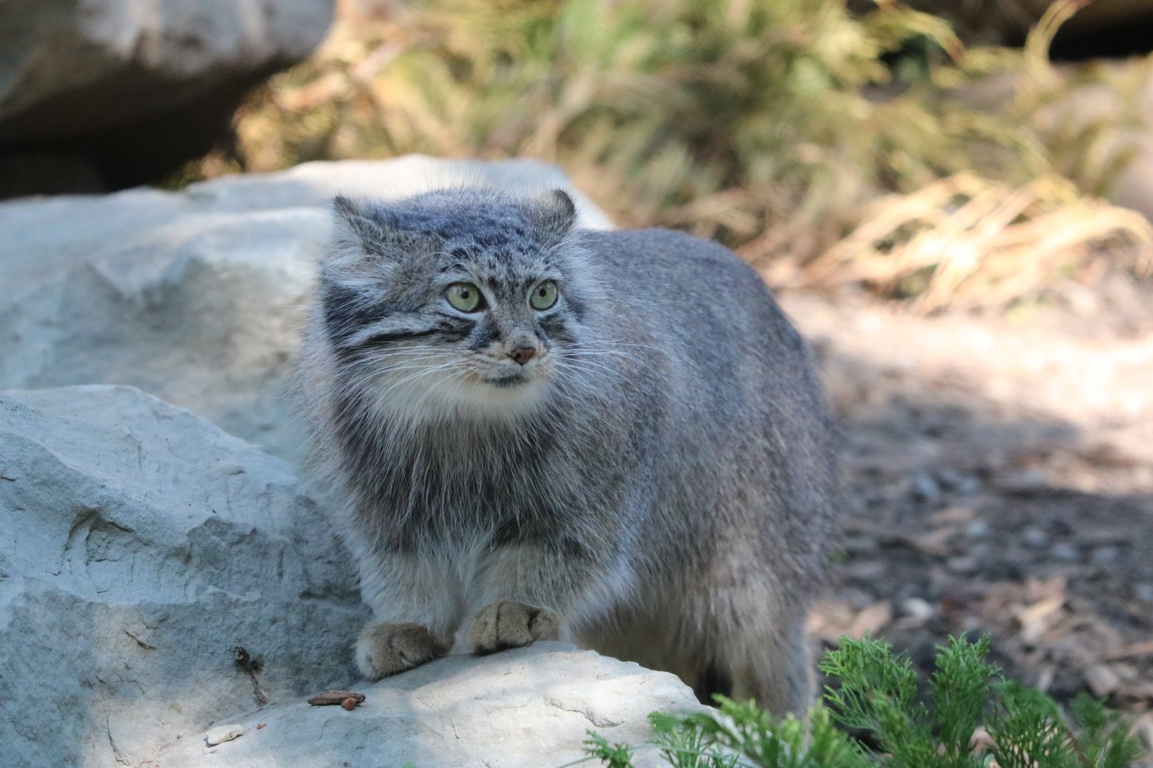 Female Pallas’s Cat