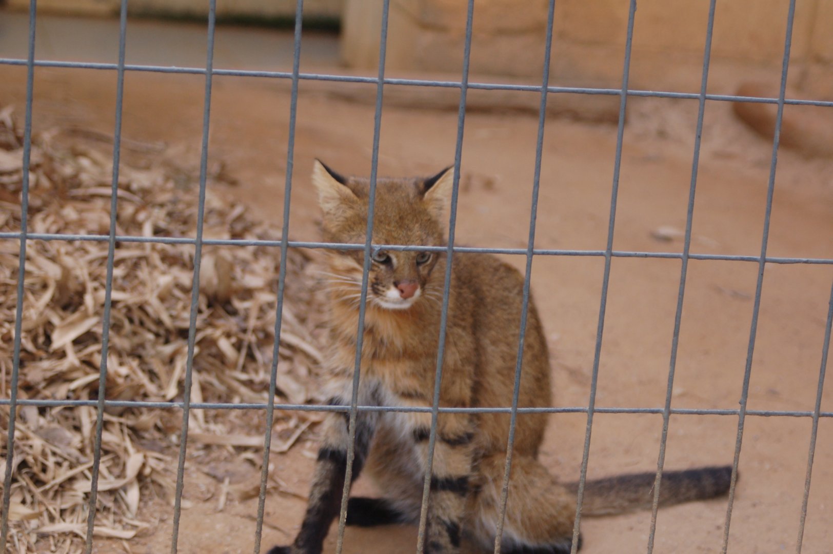 Female pampas cat at rest