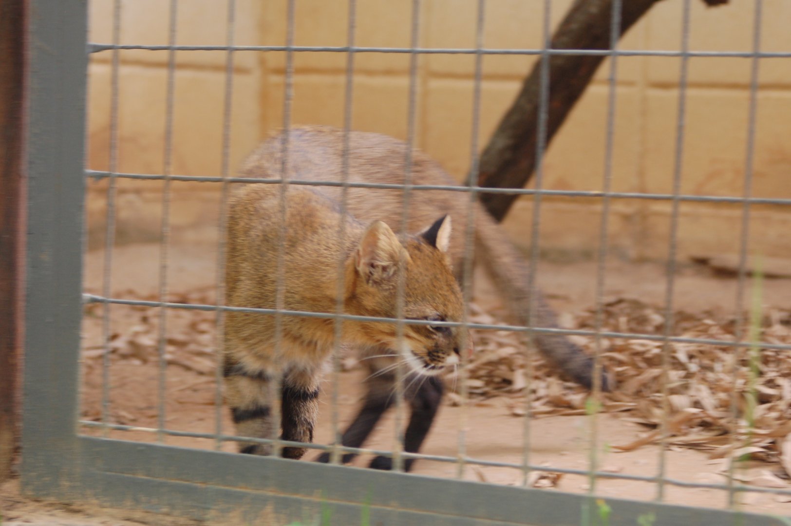 Female pampas cat on the move