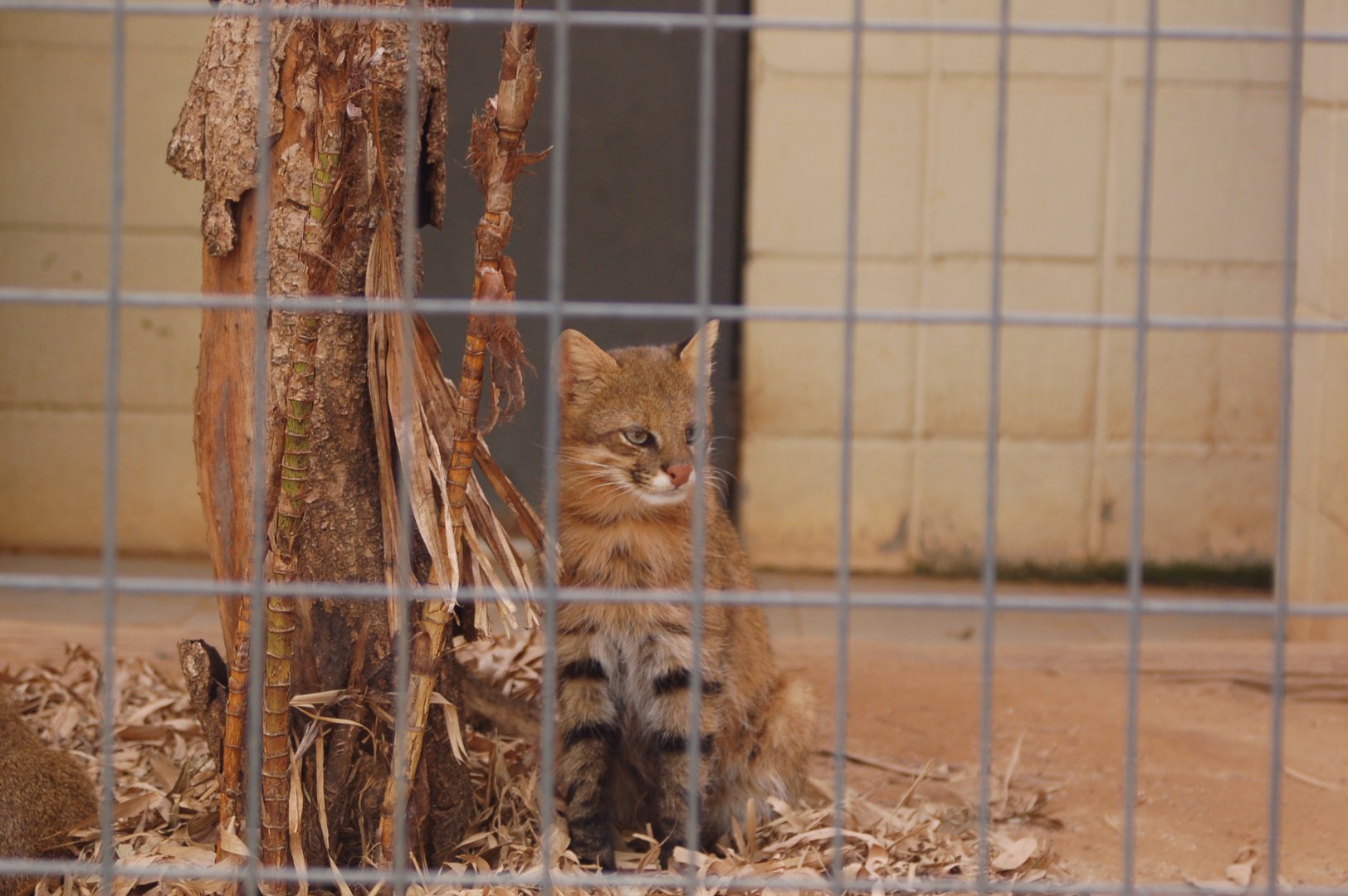 Female pampas cat