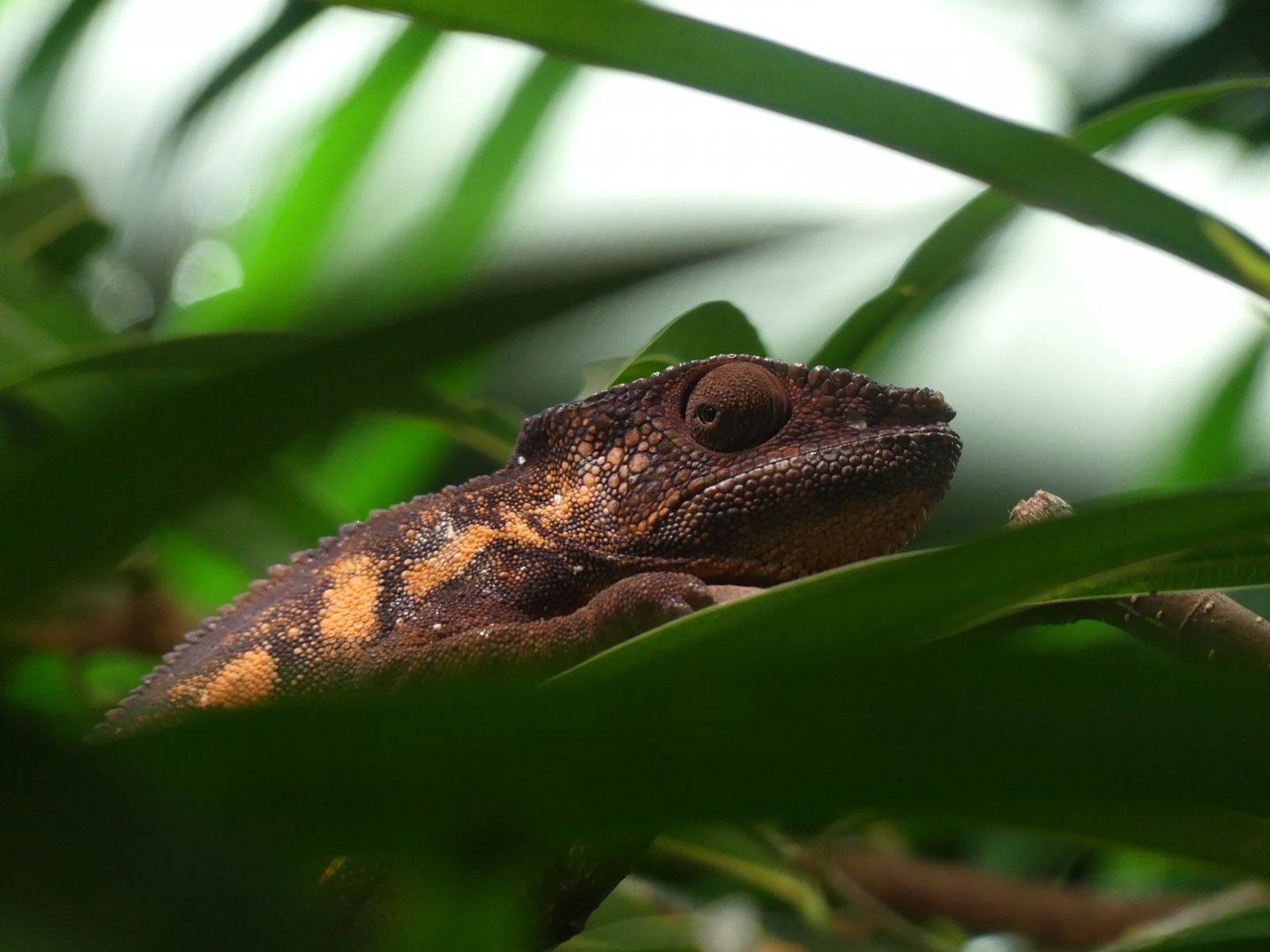 female Panther Chameleon - Zoo København - 26.05.25