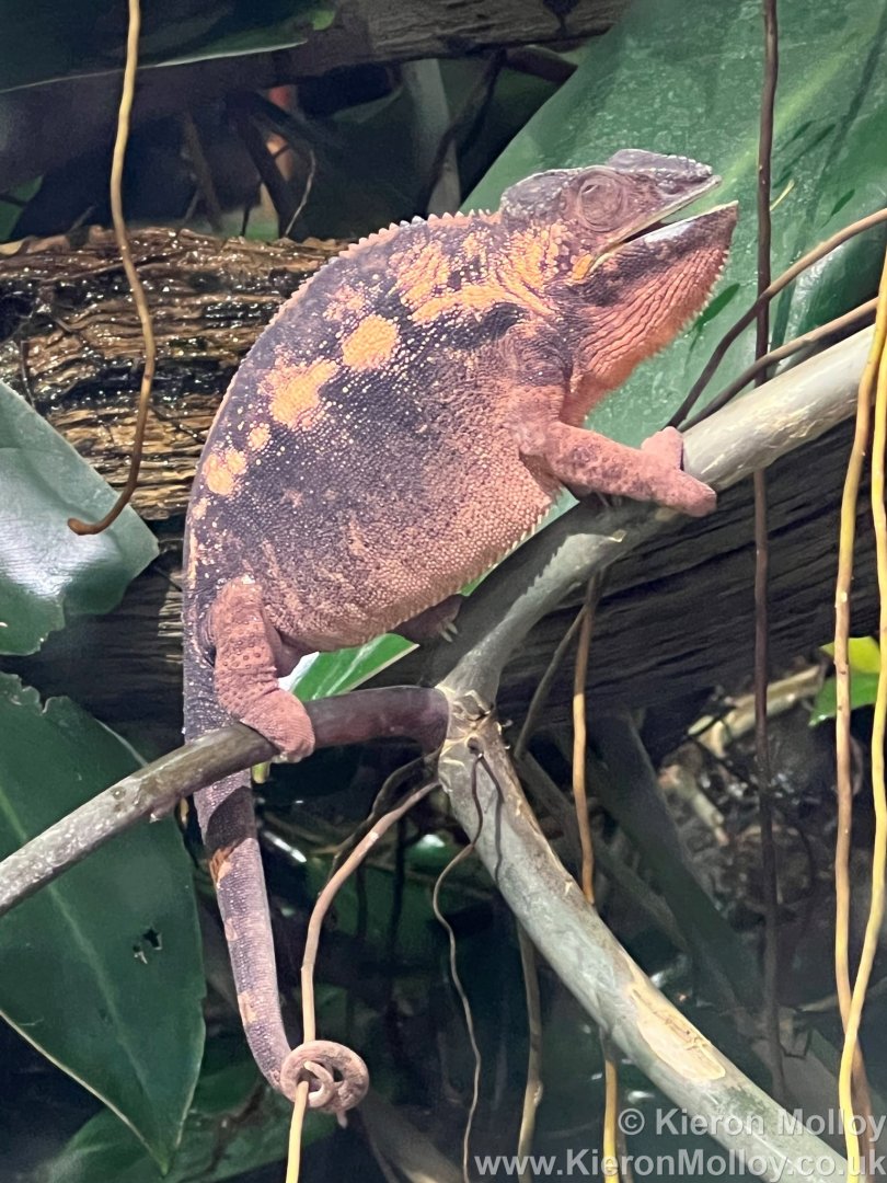 Female Panther chameleon