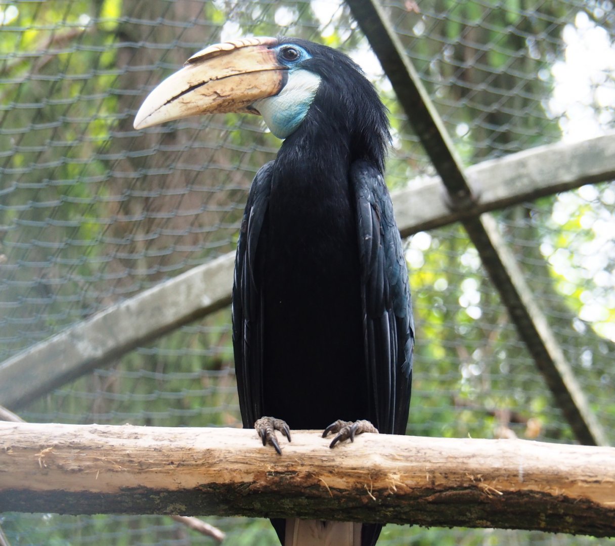 Female Papuan wreathed hornbill (Rhyticeros plicatus), 2019-05-25