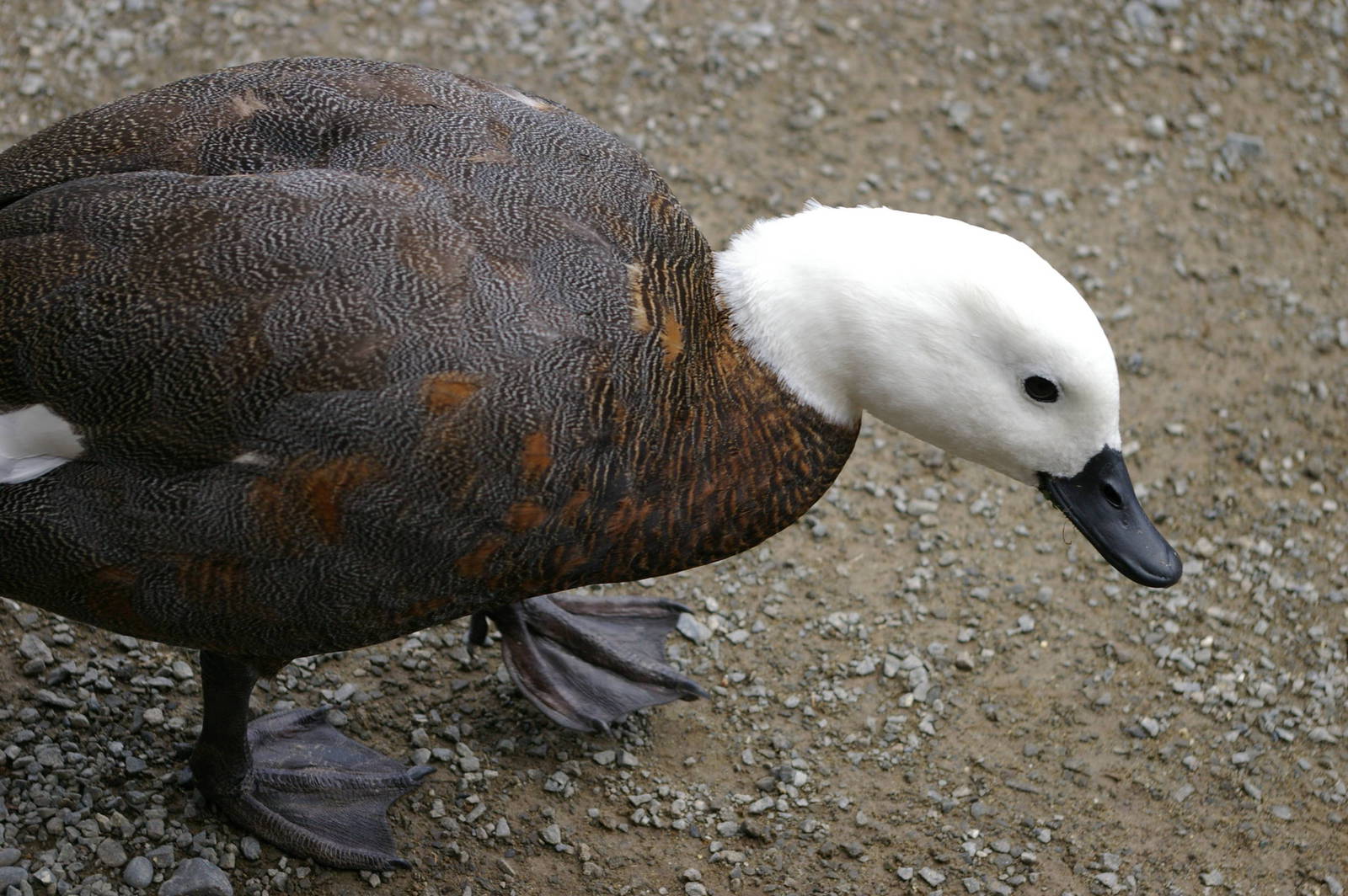 female paradise duck