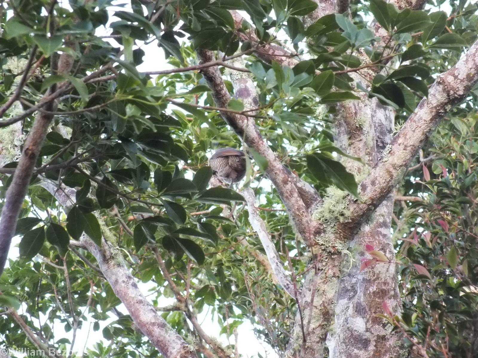 Female Paradise Riflebird - Lamington National Park