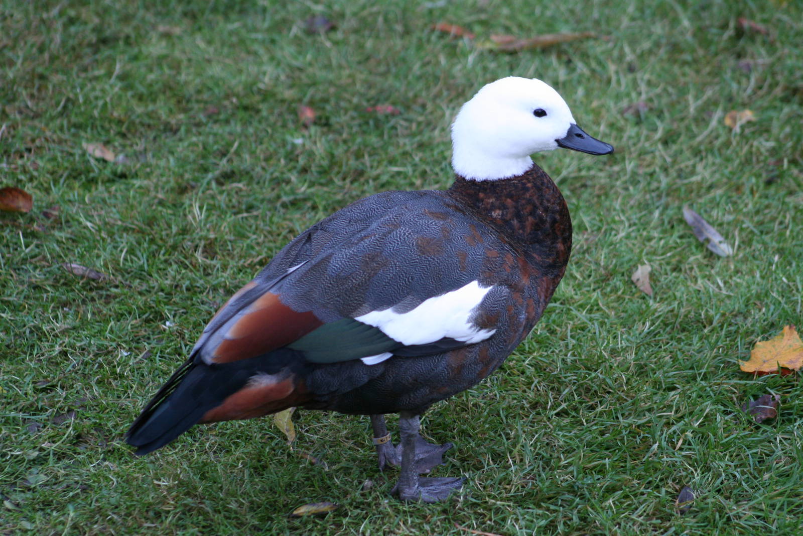 Female Paradise Shelduck @ Lotherton; 10.11.2010