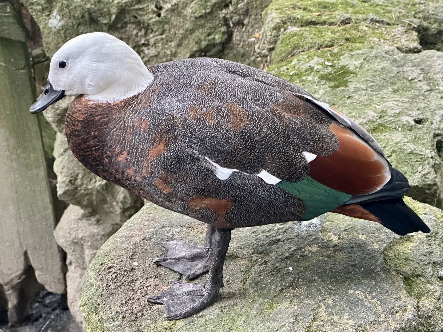 Female Paradise shelduck (Tadorna variegata)