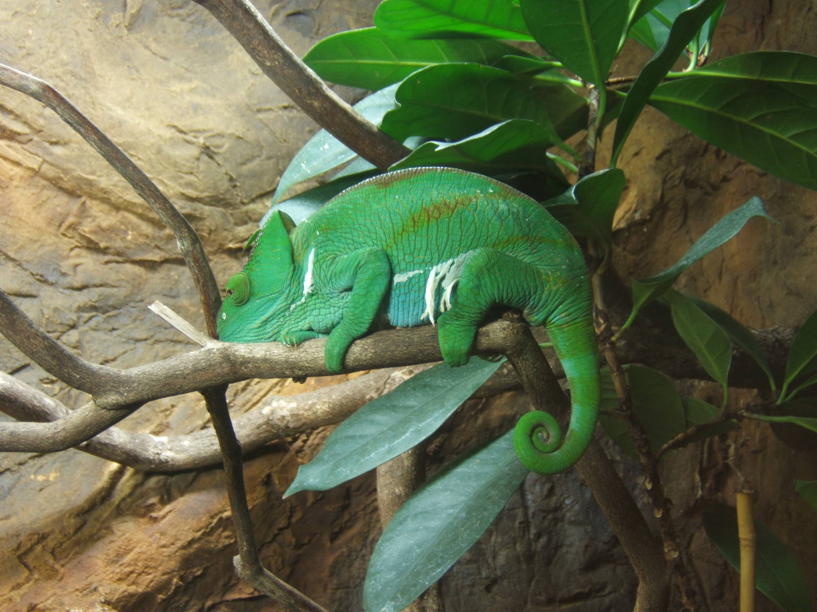 Female Parson`s Chameleon