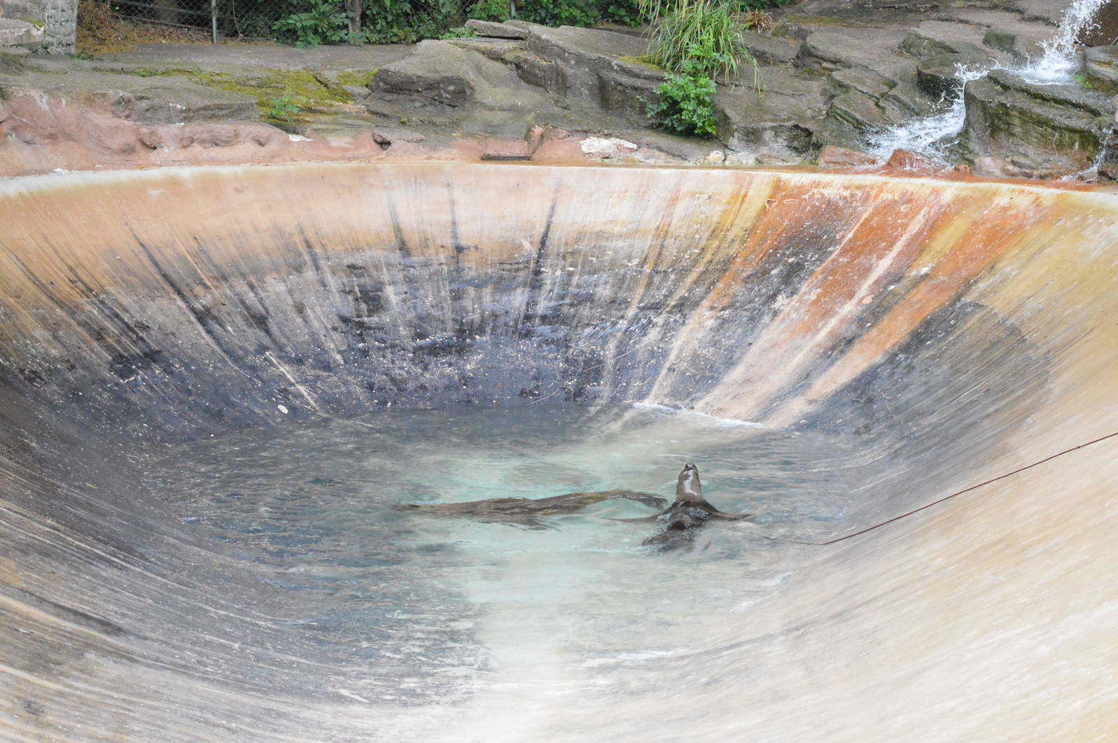 Female Patagonian sea lions