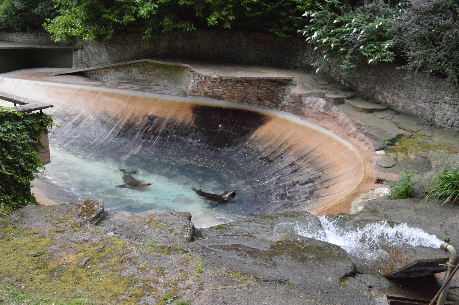 Female Patagonian sea lions