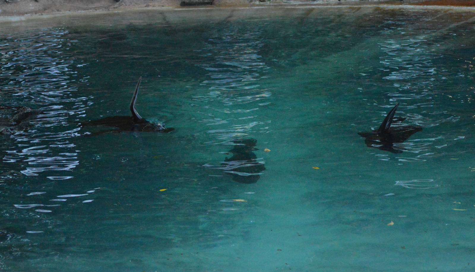 Female Patagonian sea lions