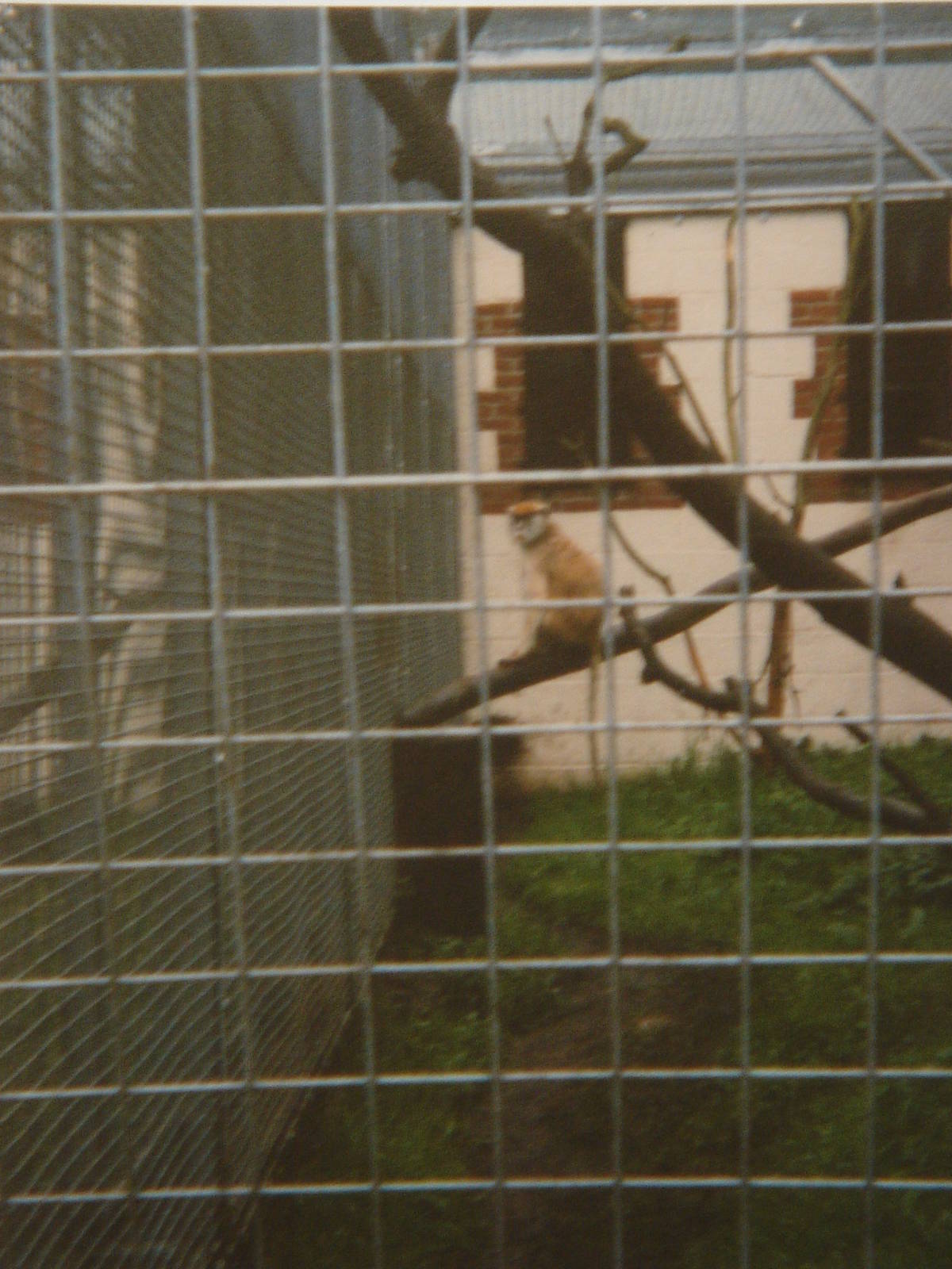 Female Patas Monkey 1988