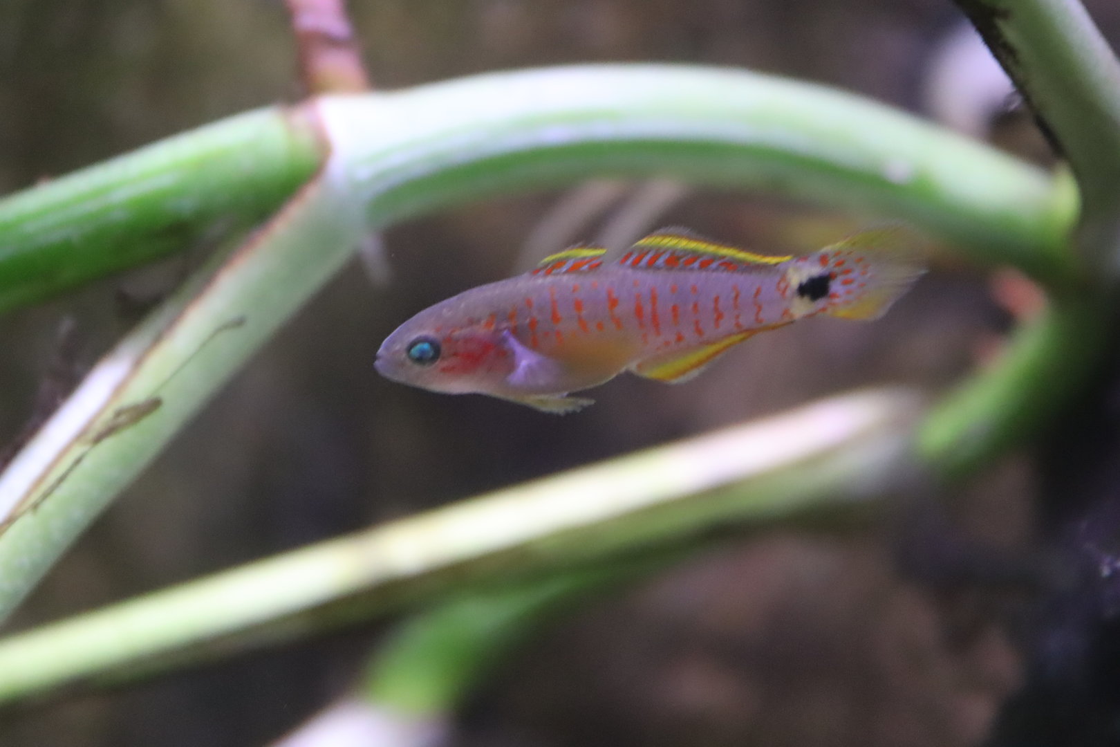 Female Peacock Gudgeon (Tateurndina ocellicauda)