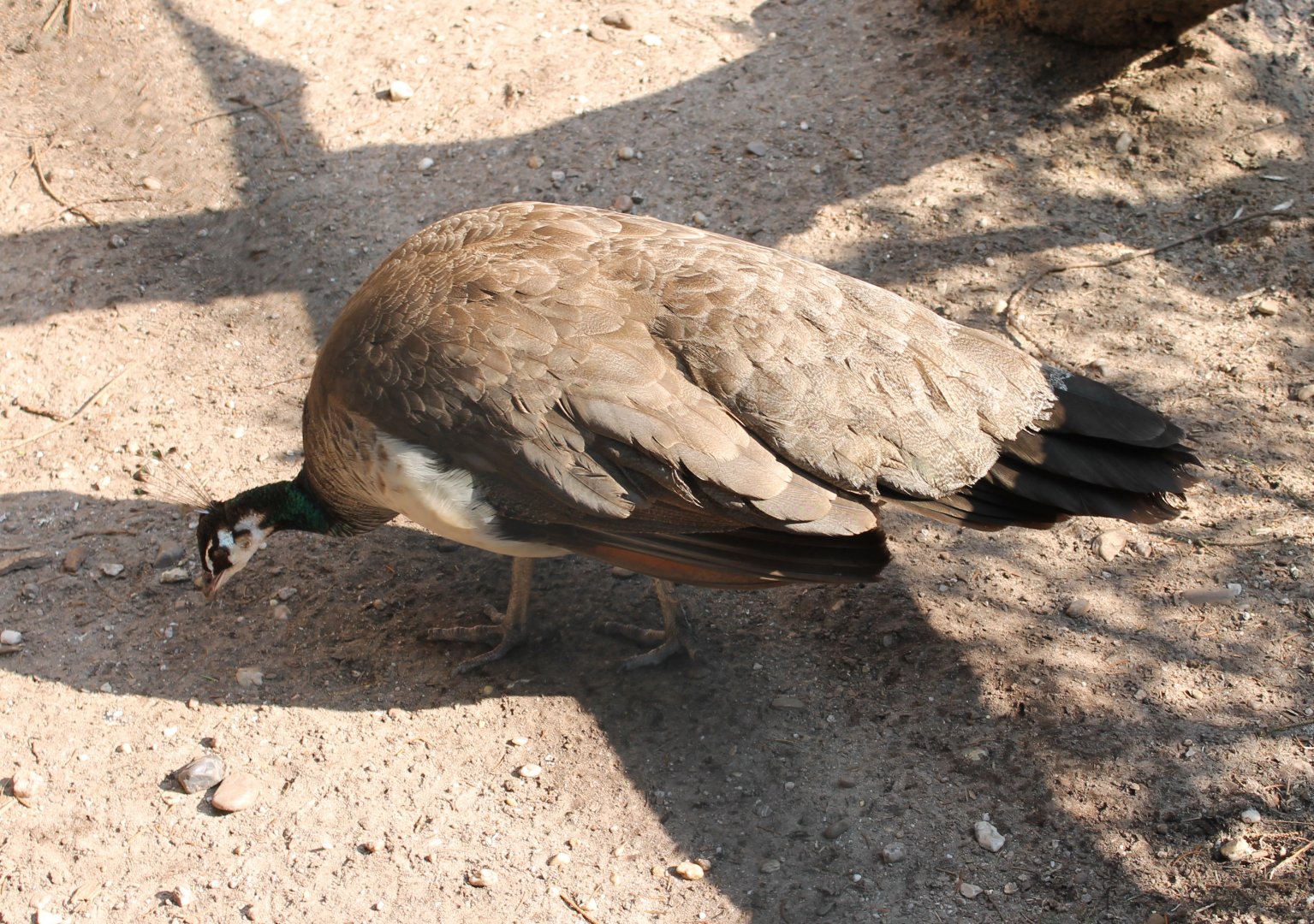 Female Peacock