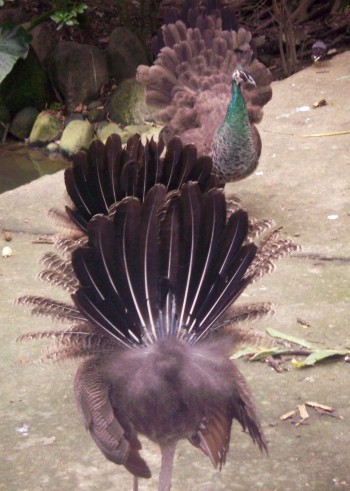female peacocks display