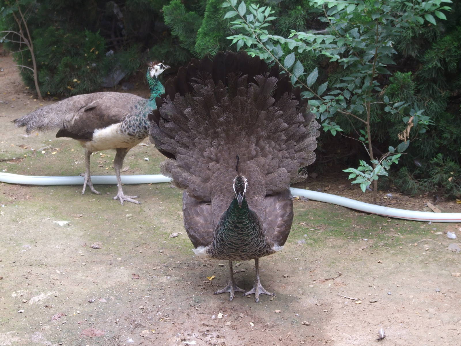 female peafowl displaying