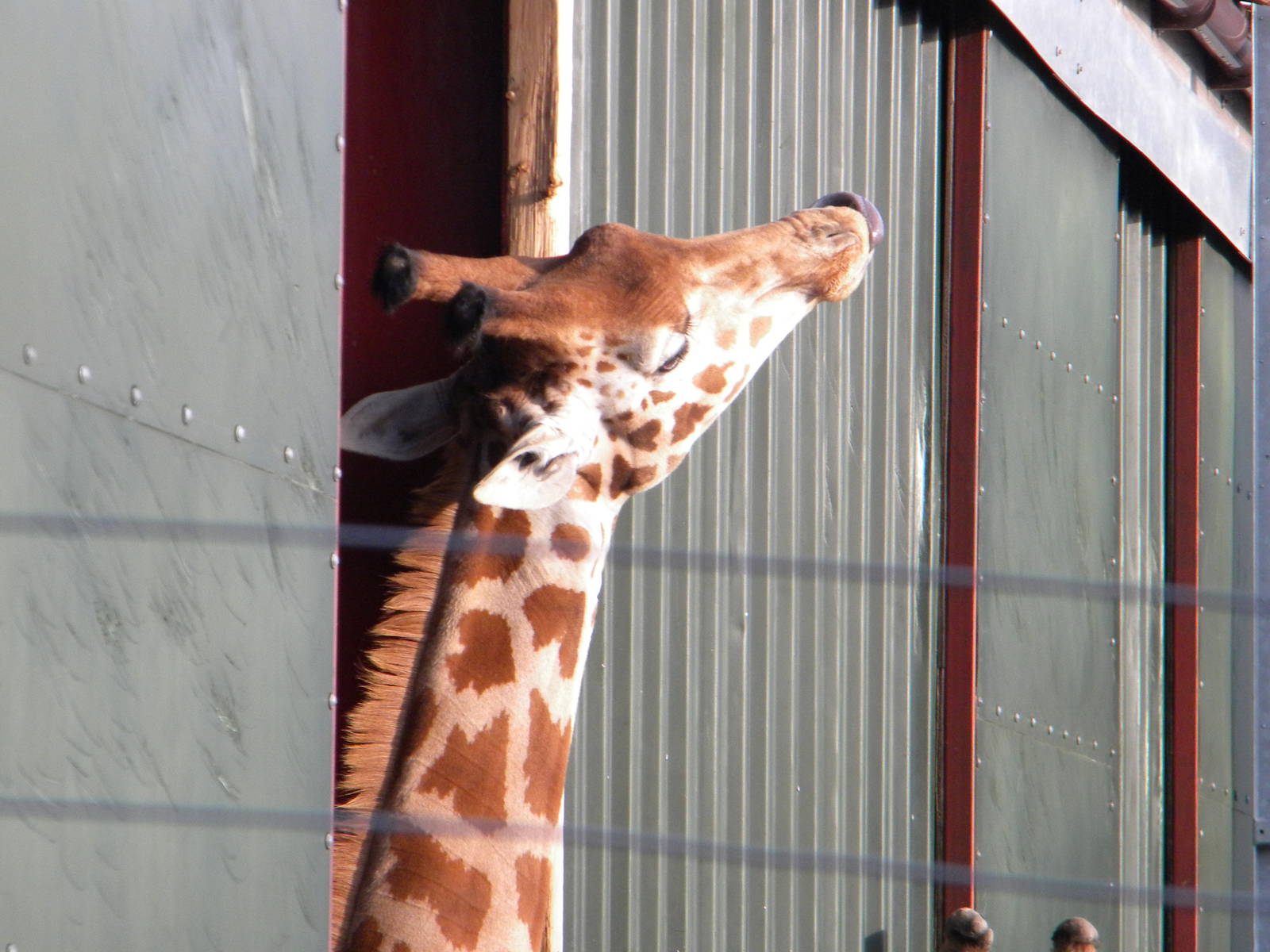Female Peralta Giraffe Katoumi.