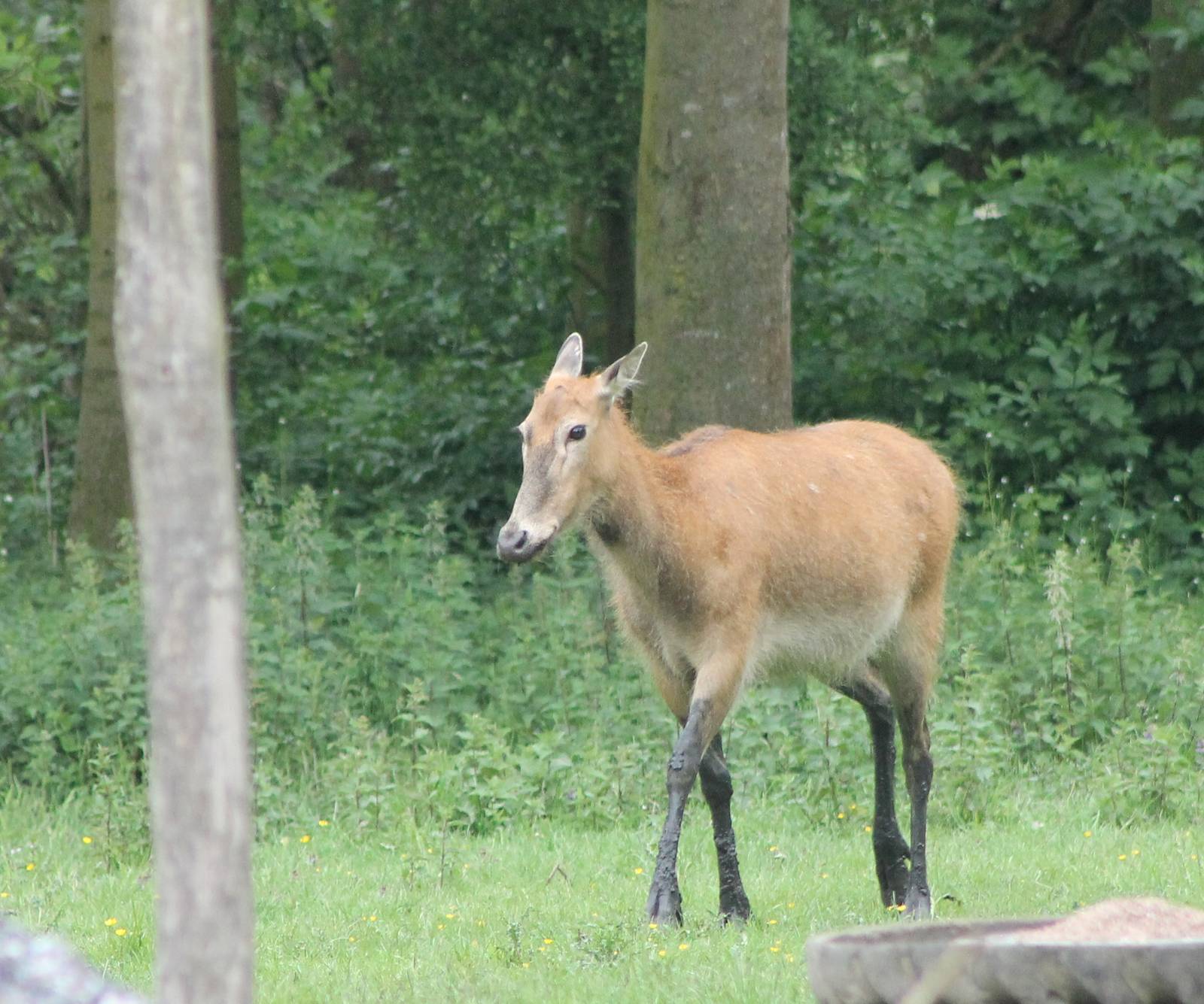 Female Pere David's deer