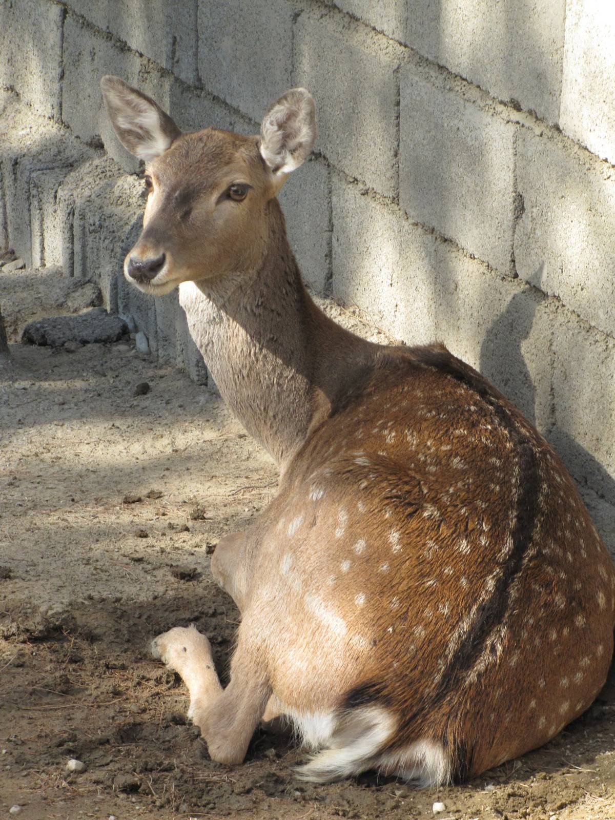 female persian fallow deer (tehran zoo)