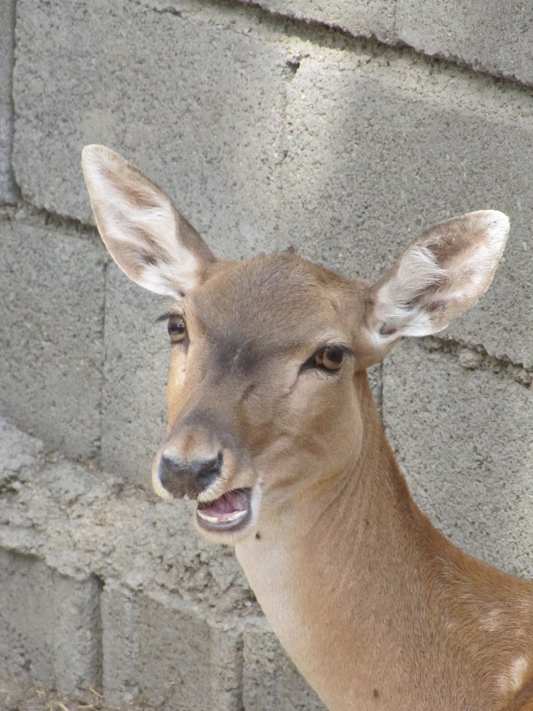 female persian fallow deer