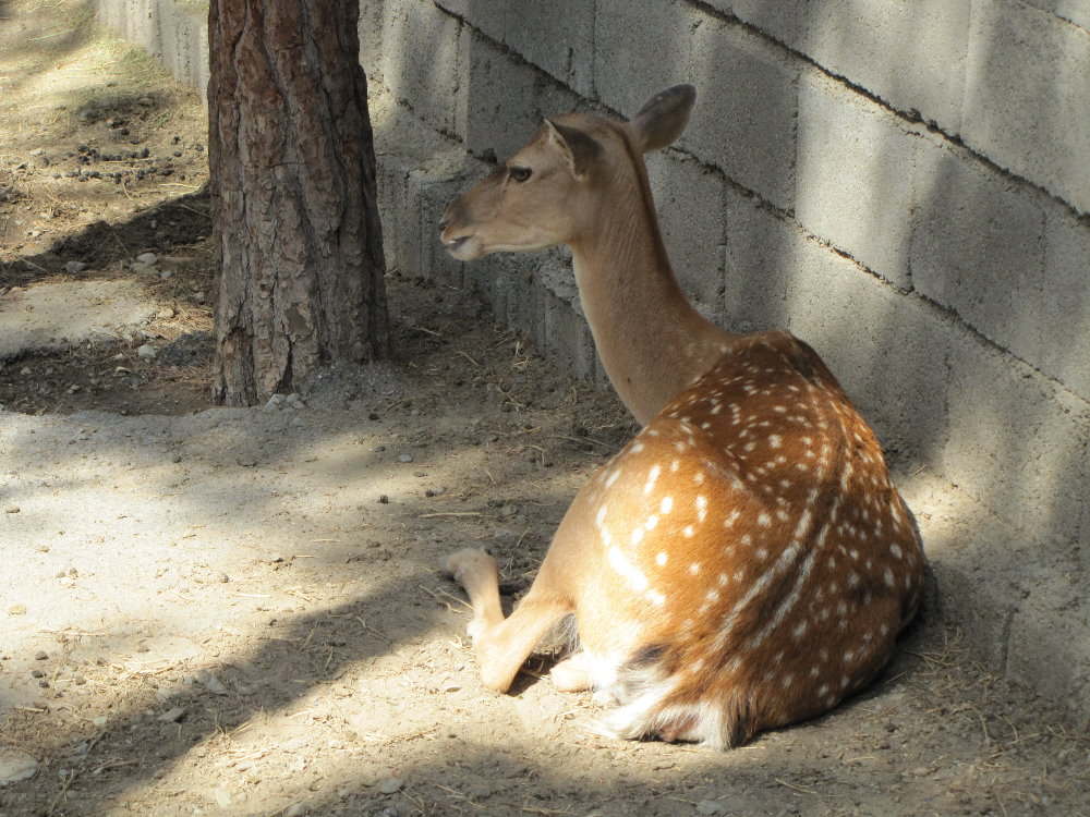 female persian fallow deer