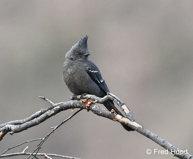 female phainopepla