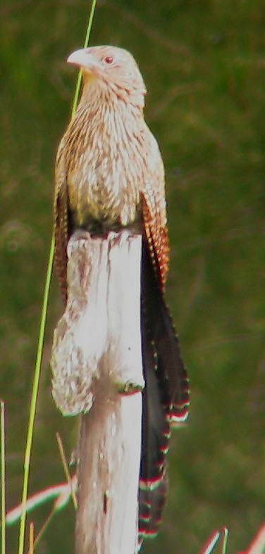 Female pheasant coucal